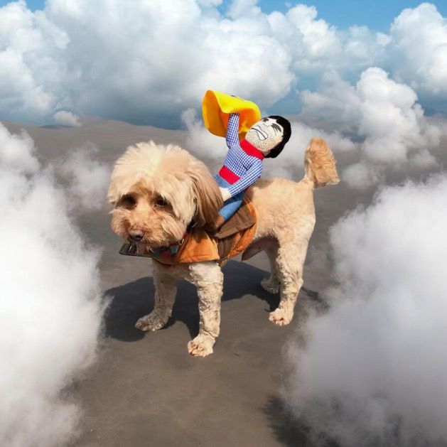 Disfraz De Jinete Para Mascotas – Talla S/M
